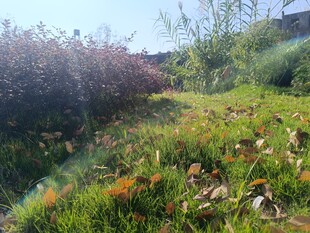 户外多彩植被景观