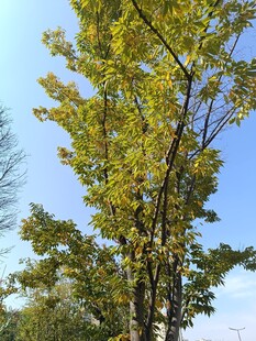 秋日挺拔绿树映蓝天