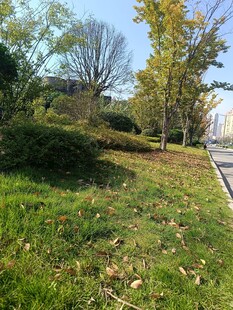秋日公园草地风景