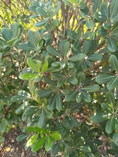 绿叶繁茂的灌木丛