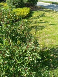 绿意盎然的庭院植物景观