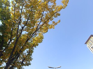 秋日银杏与蓝天飞鸟