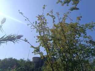 阳光下的绿植与蓝天