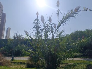 阳光下的绿植与远处高楼