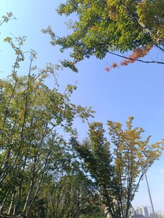 秋日树林蓝天景致