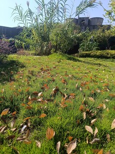 秋日草地落叶景致