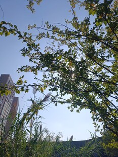 枝头繁花映蓝天