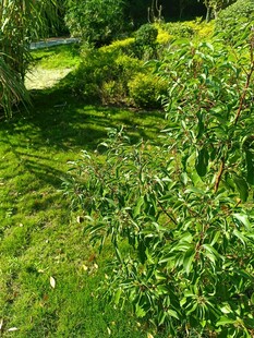 绿意盎然的户外植物景观