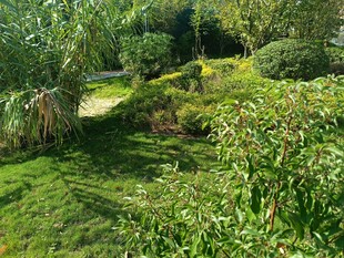 绿意盎然的自然花园景观