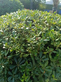 茂密的绿色灌木