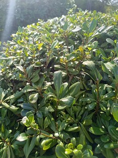 阳光下的翠绿灌木丛