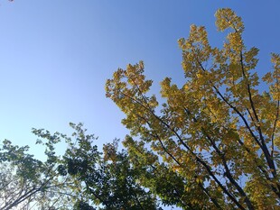 秋日树梢映蓝天