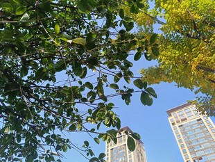 绿树掩映下的高楼