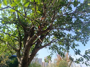 阳光下繁茂的大树