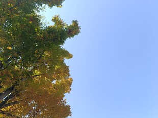 秋日树梢与湛蓝天空