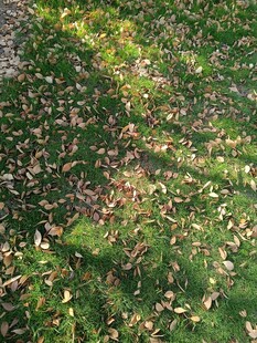 秋日草地落叶斑驳景象