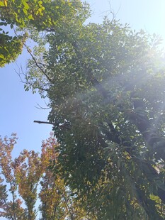 秋日林间阳光穿透树叶