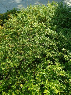 翠绿繁茂的植物景观