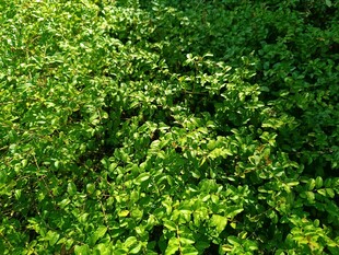 翠绿繁茂的蓬勃植物景观