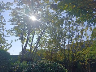 阳光洒落林间绿意盎然