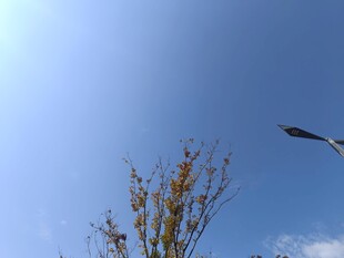 蓝天飞鸟与枝头