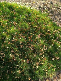 绿意盎然的植物景观