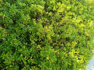 翠绿繁茂的植物景观