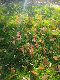 阳光下的草地与落叶