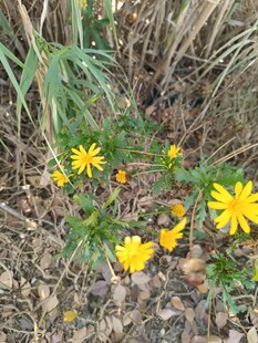 草丛中的黄色小花绽放