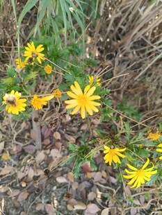 野外绽放的黄色小花