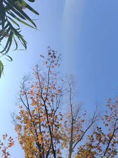 秋日树梢映蓝天