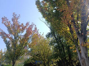 秋日斑斓树林美景