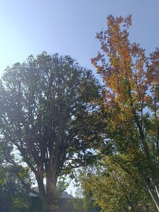 秋日阳光下的树木美景