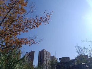 秋日城市中的高楼与树木