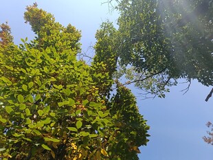 阳光下的葱郁树木