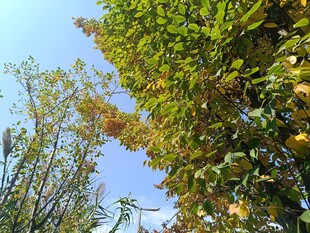 秋日绿树蓝天景致