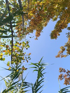 秋日枝头蓝天相映成趣