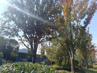 秋日阳光下的公园景致