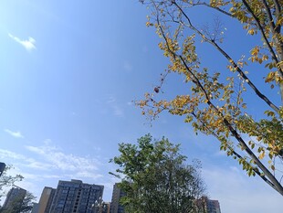 秋日城市树梢与蓝天景致