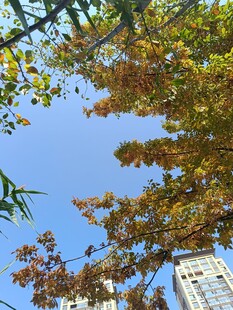 秋日树梢与高楼蓝天