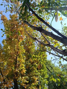 秋日斑斓树叶映蓝天