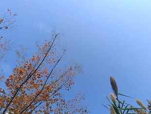 秋日树梢与蓝天景致