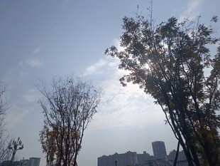 城市中树木与晴朗天空