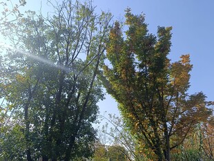 秋日阳光下的树木景观