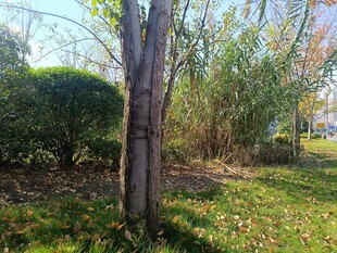 秋日林间树木与草地景象