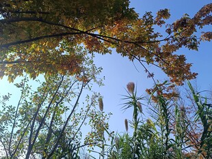 秋日仰拍树林斑斓枝叶