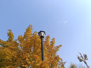 秋日路灯旁的金黄树叶