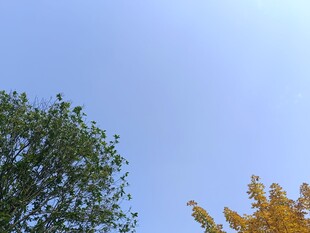 蓝天映衬下的黄绿树木