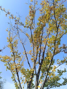 秋日枝头黄叶蓝天景象