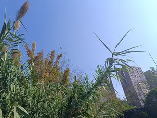 蓝天之下的芦苇与高楼